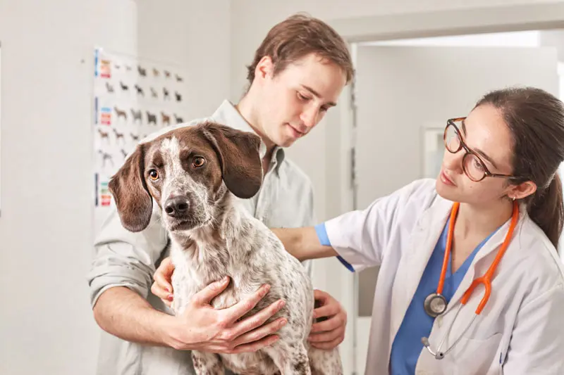 paraphimosis chien.jpg