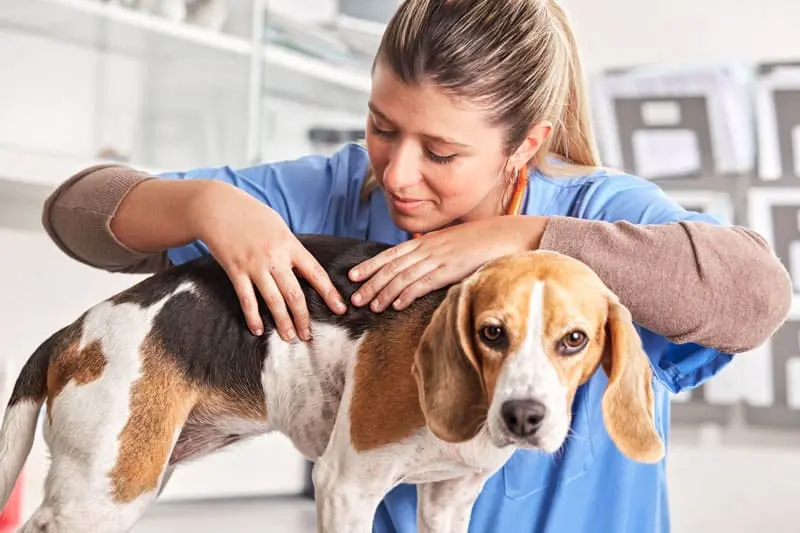 alergias-alimentarias-perros.jpg