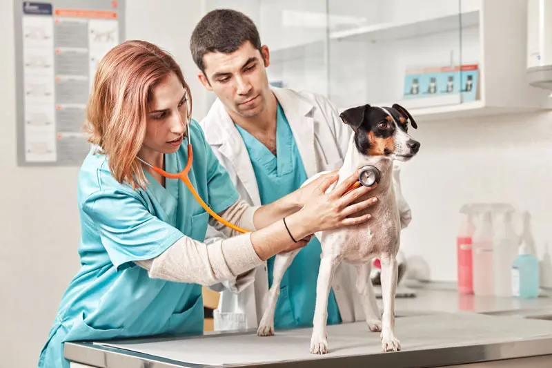 vasculite_cani.jpg