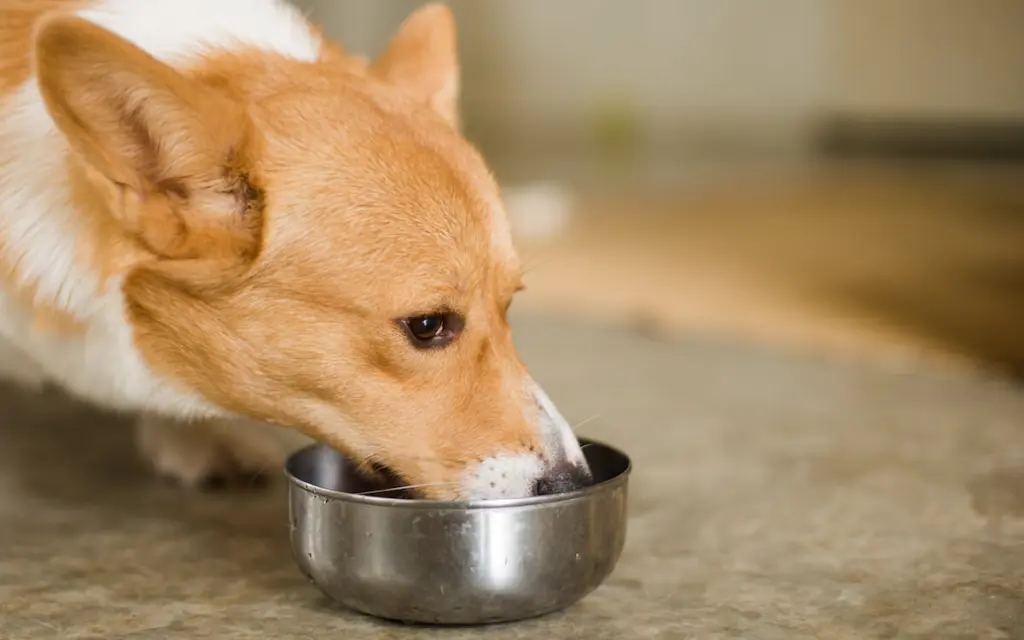 alimentazione-cane.jpg