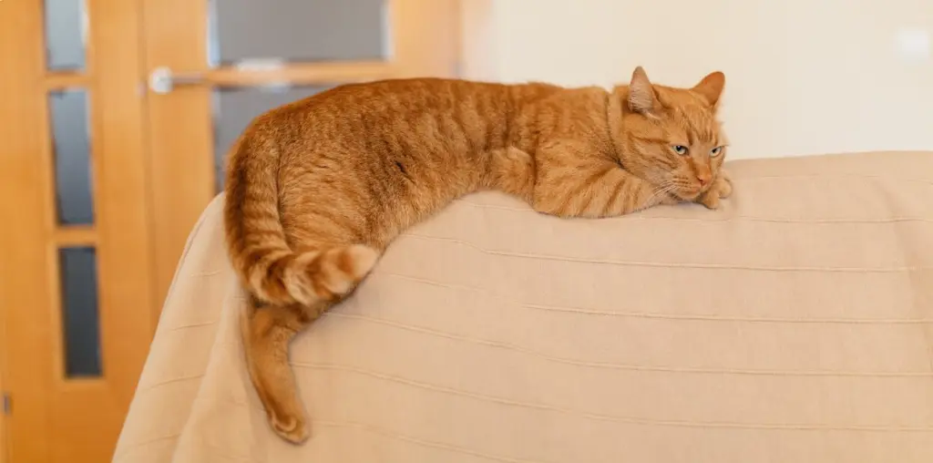 panleucopenia_felina.jpg