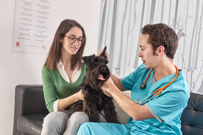allergia_cutanea_cane_0.jpg