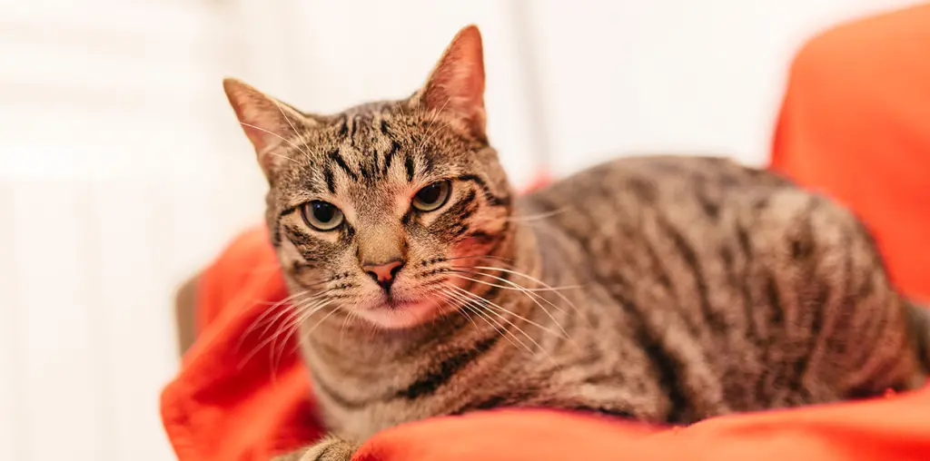 avere_un_gatto.jpg