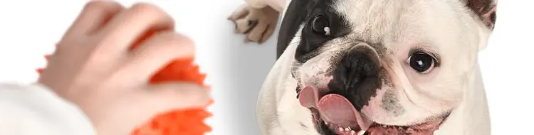 images_5081_affinity_french-bulldog-ball_0.jpg