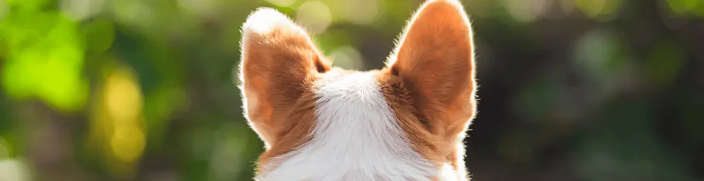otitis_en_perros.png