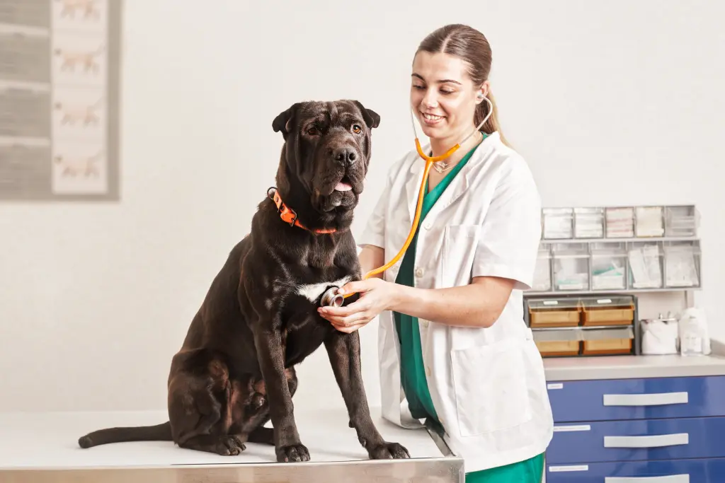 radiografia_torax_perro_post-min.jpg