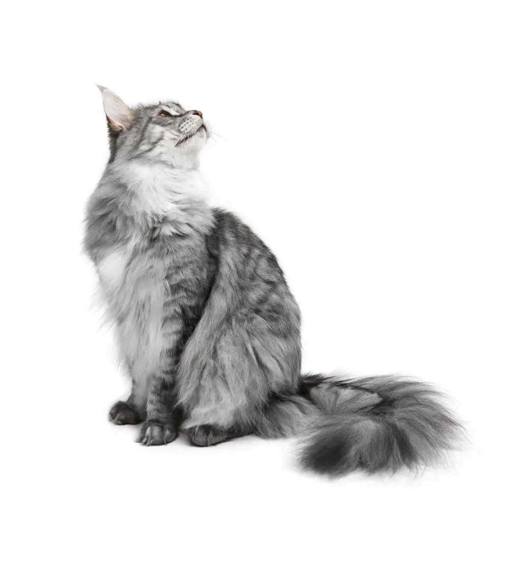 esterilizar_gata_postoperatorio.jpg