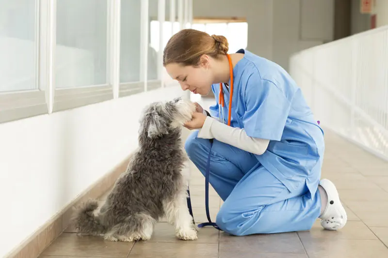 disidratazione_cane.jpg