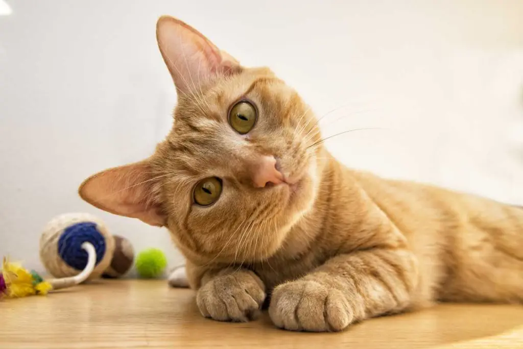 sarcoma_gatto.jpg