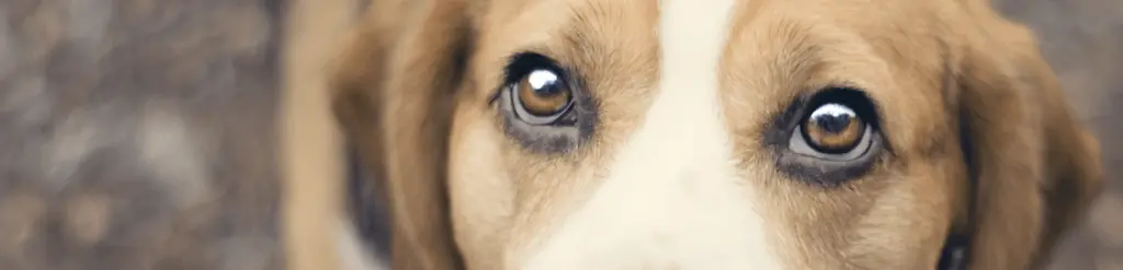 conjuntivitis_canina.png