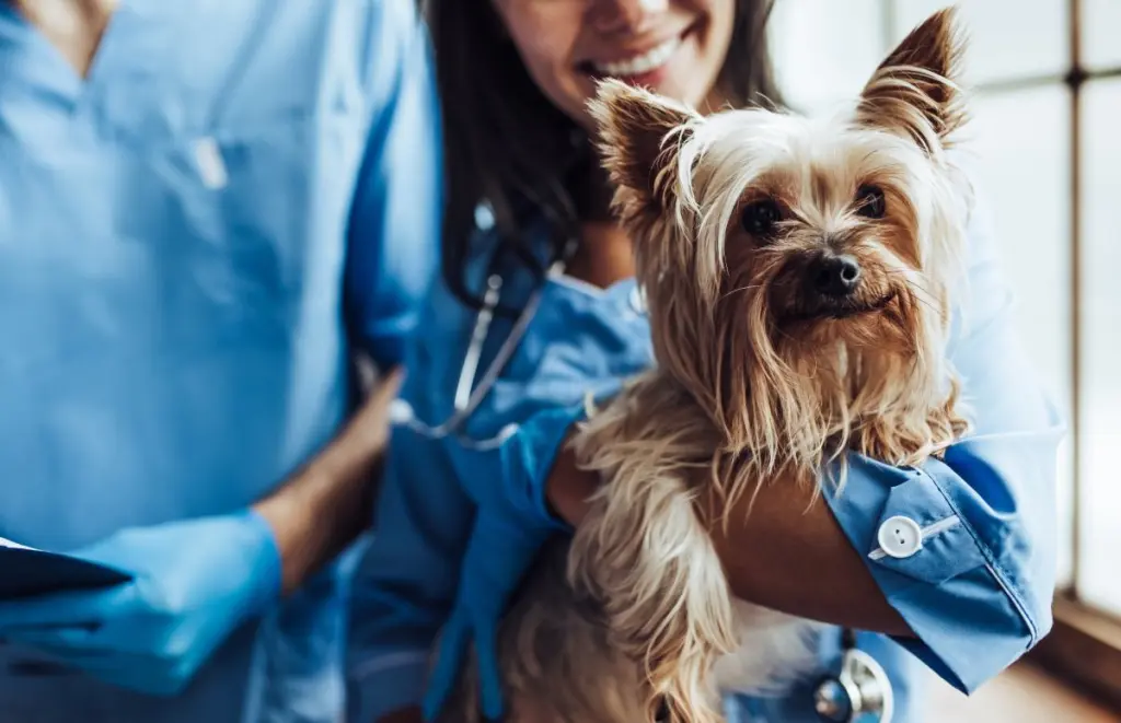 endoscopia_veterinaria.jpg