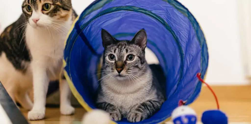 diarrea_nei_gatti_.jpg