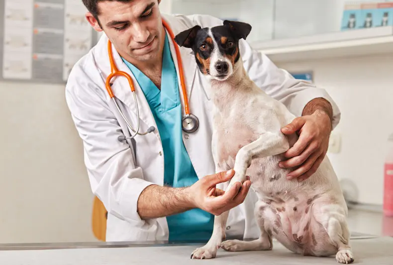 protesis_para_perros.jpg