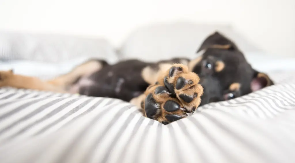 ferita_cuscinetto_cane.jpg