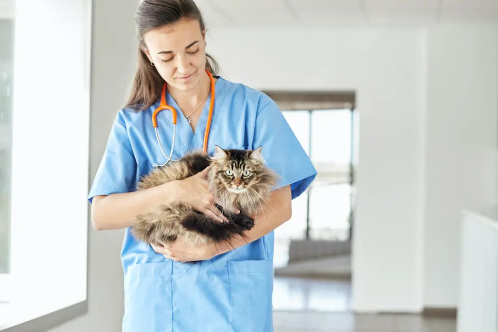 toxoplasmosi_gatto_0.jpg