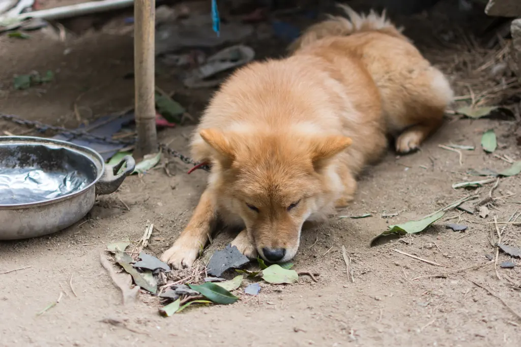 giardia_nei_cani.jpg
