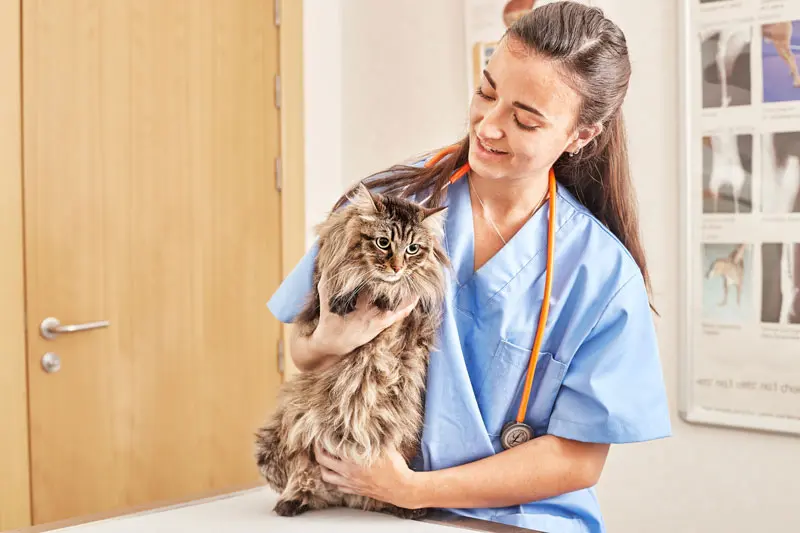 pancreatite_gatto.jpg