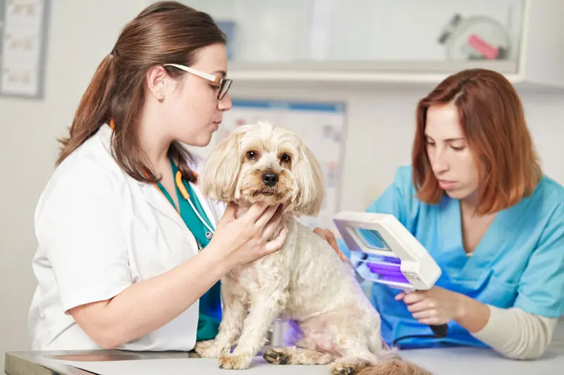 malattie_della_pelle_del_cane.jpg