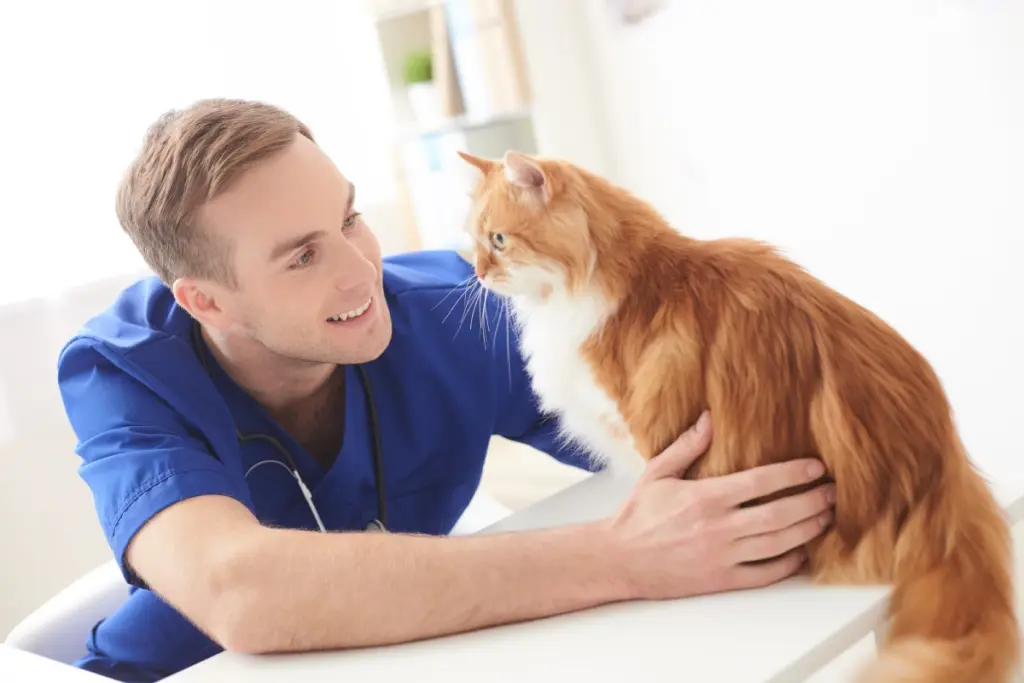 linfoma_nei_gatti_0.jpg