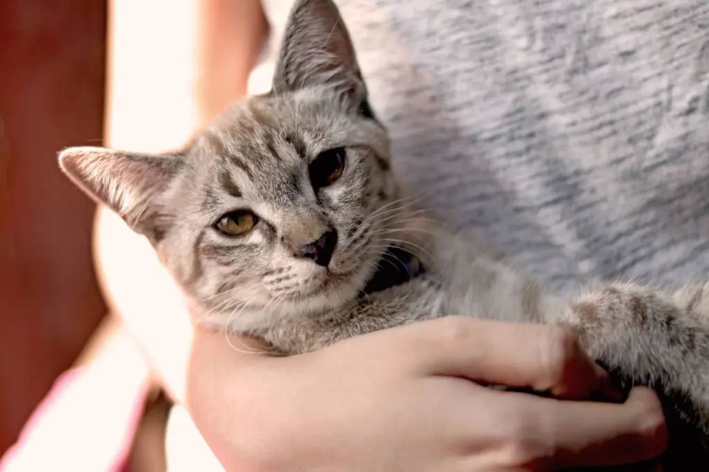 tosse_nei_gatti_1.jpg