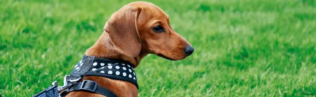 arnes_para_perros_problemas_patas_traseras.png